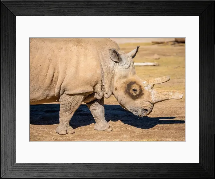 Framed Print : A Southern White Rhinoceros in Tucson, Arizona
