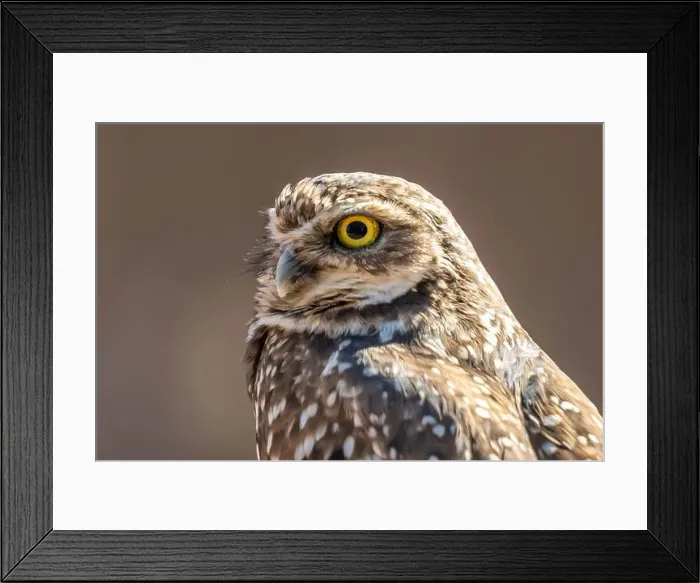 Framed Print : A Burrowing Owl in Tucson, Arizona Framed Print : A Burrowing Owl in Tucson, Arizona