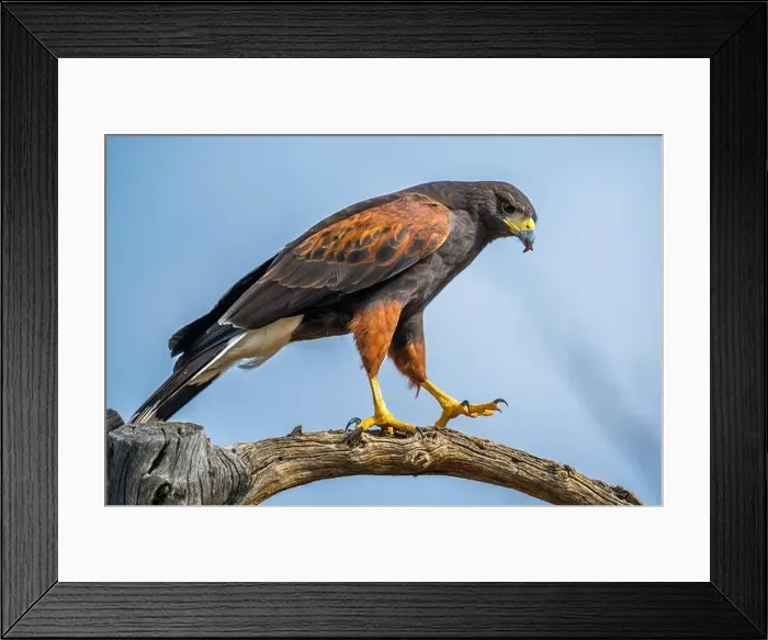 Framed Print : A dark brown Harris Hawk in Tucson, Arizona Framed Print : A dark brown Harris Hawk in Tucson, Arizona