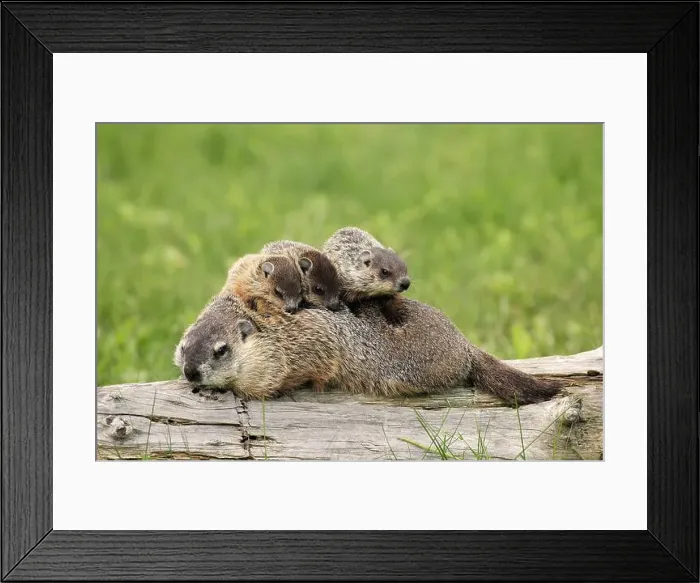 Framed Print : Woodchuck (Marmota monax), adult Framed Print : Woodchuck (Marmota monax), adult