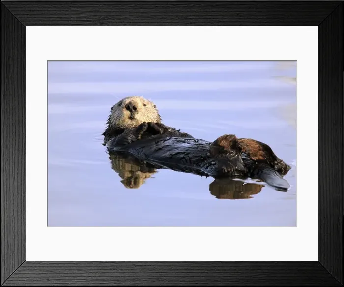 Framed Print : Sea otter (Enhydra lutris), Kalan Framed Print : Sea otter (Enhydra lutris), Kalan