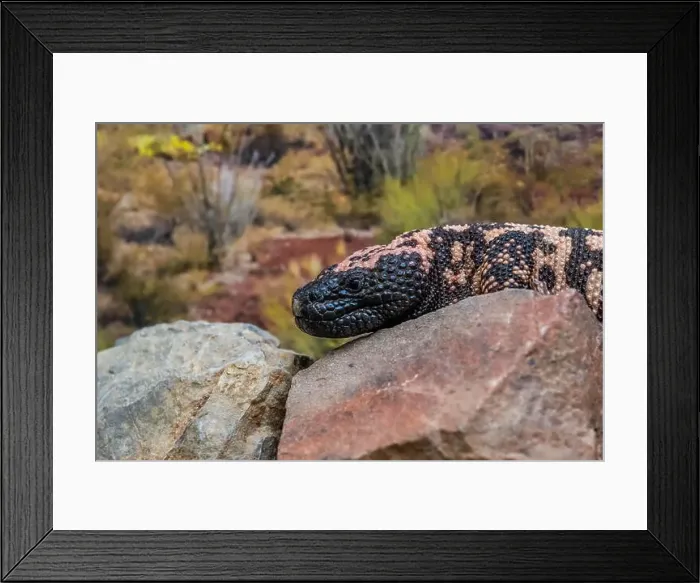 Framed Print : A Gila Monster in Tucson, Arizona Framed Print : A Gila Monster in Tucson, Arizona