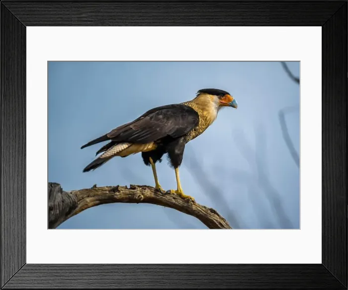 Framed Print : A Northern Crested Caracara in Tucson, Arizona Framed Print : A Northern Crested Caracara in Tucson, Arizona
