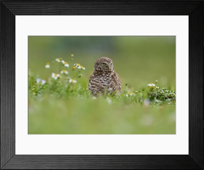 Framed Print : Burrowing owl (Speotyto cunicularia) Framed Print : Burrowing owl (Speotyto cunicularia)