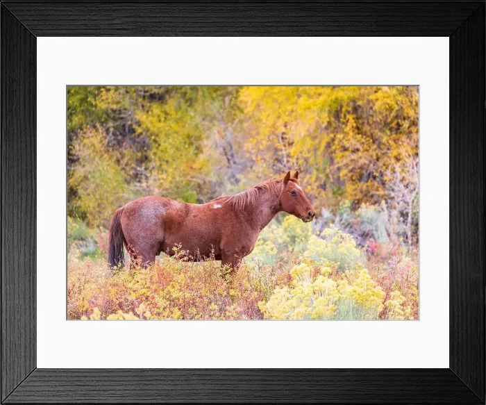 Framed Print : horse surrounded by autumn trees Framed Print : horse surrounded by autumn trees