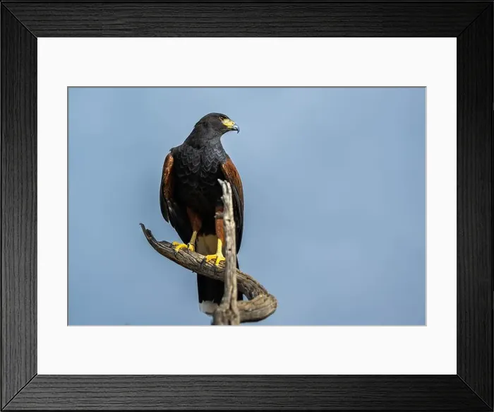 Framed Print : A dark brown Harris Hawk in Tucson, Arizona Framed Print : A dark brown Harris Hawk in Tucson, Arizona