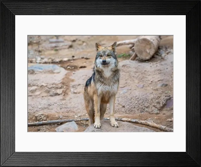 Framed Print : A Mexican Gray Wolf in Tucson, Arizona Framed Print : A Mexican Gray Wolf in Tucson, Arizona