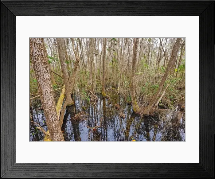 Framed Print : Tangled Forest in Deep in a Swamp in the Okefenokee National Wildlife Refuge in Georgia Framed Print : Tangled Forest in Deep in a Swamp in the Okefenokee National Wildlife Refuge in Georgia