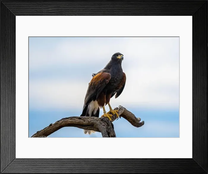 Framed Print : A dark brown Harris Hawk in Tucson, Arizona Framed Print : A dark brown Harris Hawk in Tucson, Arizona