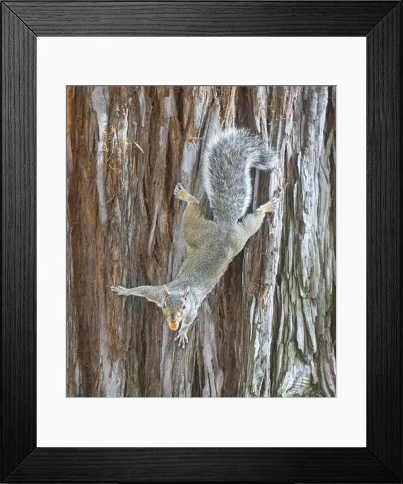 Framed Print : Eastern Gray Squirrel on Redwood Tree Trunk with Acorn. Santa Clara County, California, USA Framed Print : Eastern Gray Squirrel on Redwood Tree Trunk with Acorn. Santa Clara County, California, USA