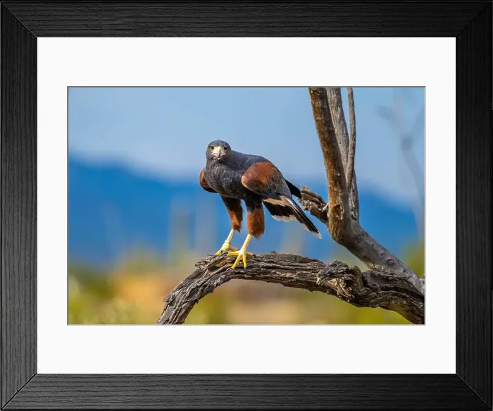 Framed Print : A dark brown Harris Hawk in Tucson, Arizona Framed Print : A dark brown Harris Hawk in Tucson, Arizona