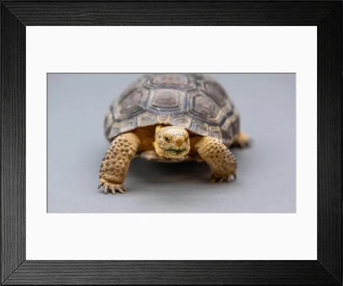 Framed Print : A Desert Tortoise in Tucson, Arizona Framed Print : A Desert Tortoise in Tucson, Arizona