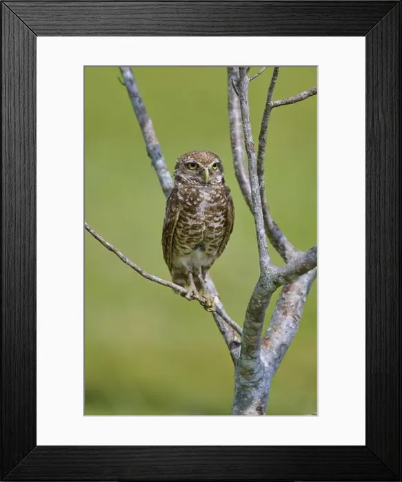 Framed Print : Burrowing owl (Speotyto cunicularia) Framed Print : Burrowing owl (Speotyto cunicularia)