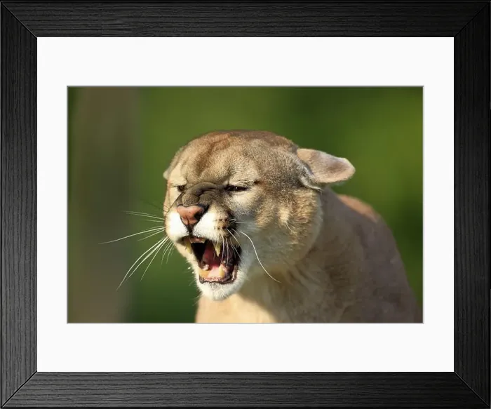 Framed Print : Cougar (Felis concolor), adult, portrait, hissing, angry, Minnesota, USA, North America Framed Print : Cougar (Felis concolor), adult, portrait, hissing, angry, Minnesota, USA, North America