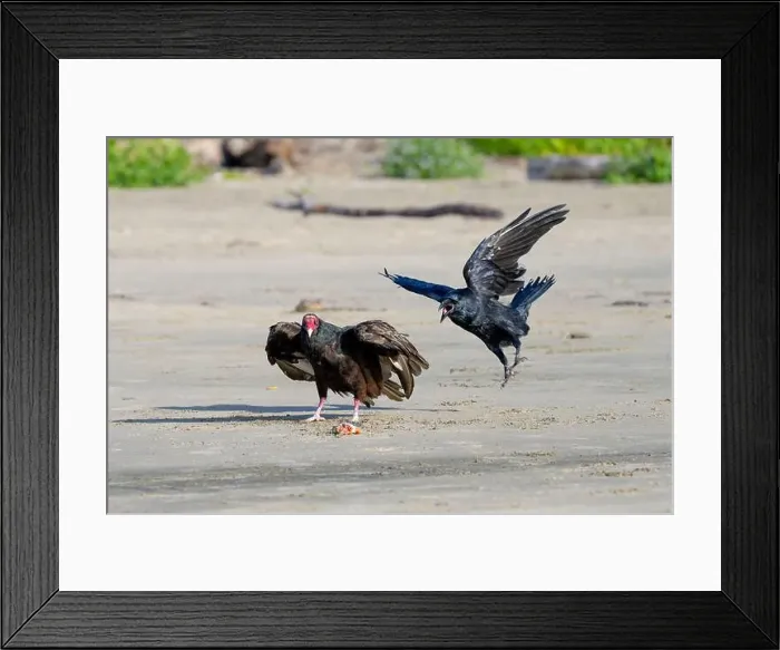 Framed Print : A turkey vulture (Cathartes aura) defends its catch from a common raven (Corvus corax) on the beach in Waldport
