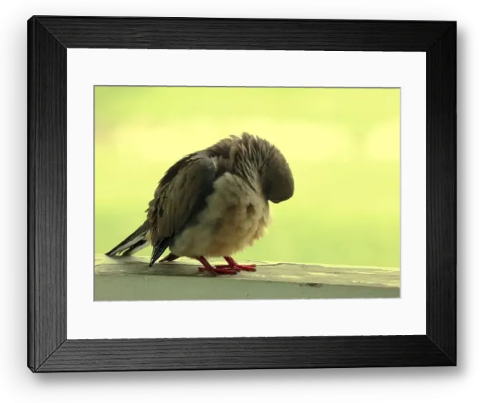 Framed Print : Close up of a Mourning Dove preening its feathers Framed Print : Close up of a Mourning Dove preening its feathers