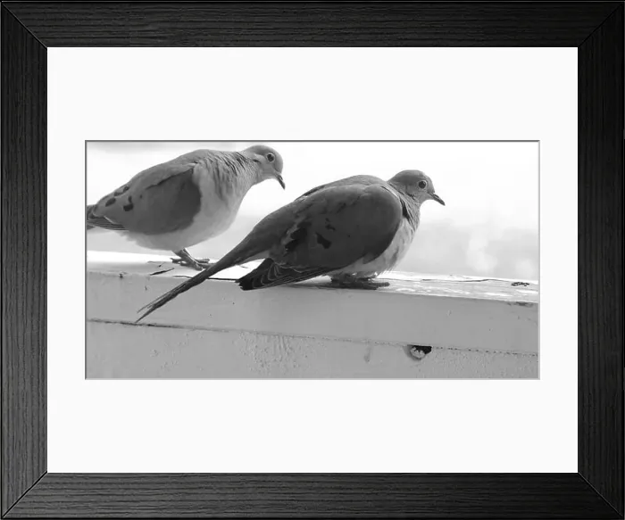 Framed Print : Close up of a mated pair of Mourning Doves, sitting on a wood railing, in black and white, in Trevor, Wisconsin, USA Framed Print : Close up of a mated pair of Mourning Doves, sitting on a wood railing, in black and white, in Trevor, Wisconsin, USA
