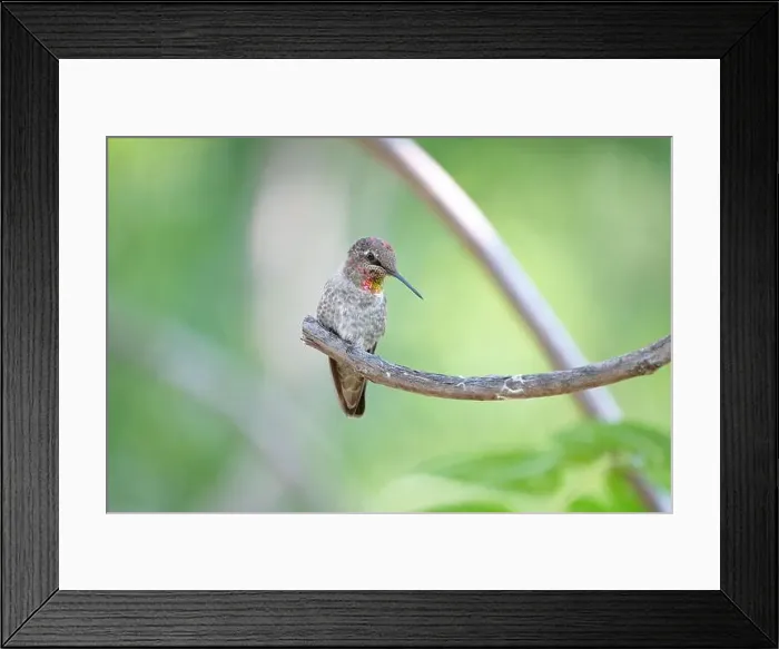 Framed Print : A female Anna's hummingbird perches on a branch in front of a green background in Ashland, Oregon Framed Print : A female Anna's hummingbird perches on a branch in front of a green background in Ashland, Oregon