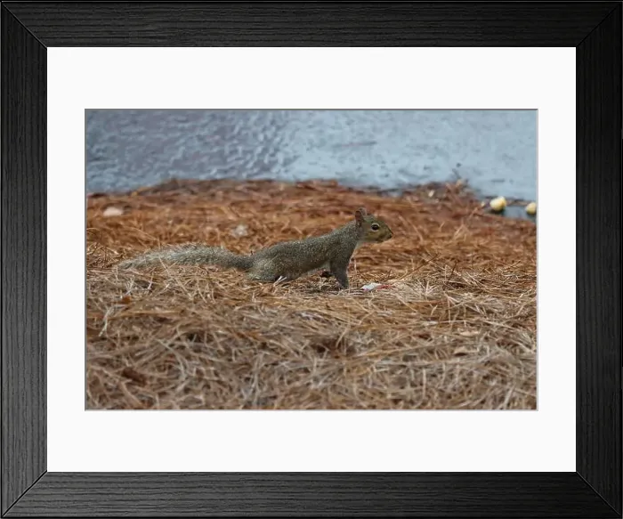 Framed Print : A curious little squirrel on the ground Framed Print : A curious little squirrel on the ground