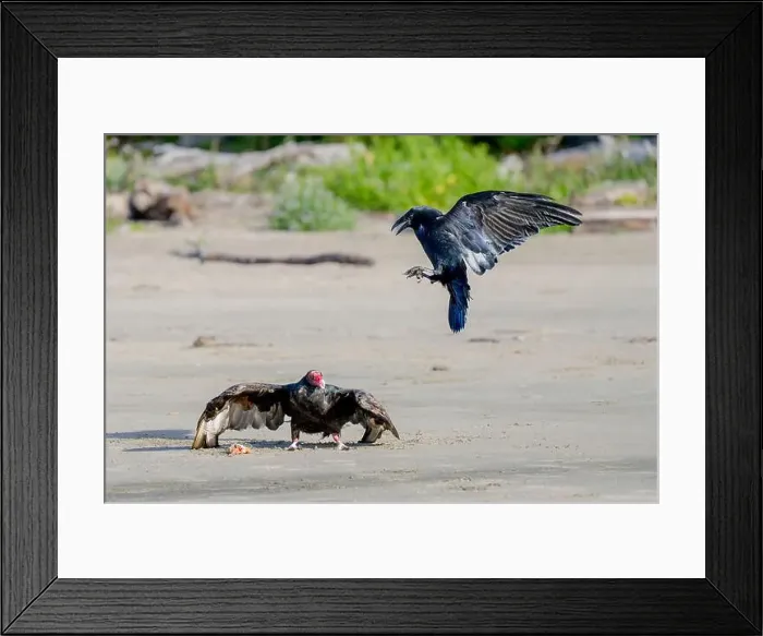 Framed Print : A turkey vulture (Cathartes aura) defends its find from a common raven (Corvus corax) on the beach in Waldport Framed Print : A turkey vulture (Cathartes aura) defends its find from a common raven (Corvus corax) on the beach in Waldport
