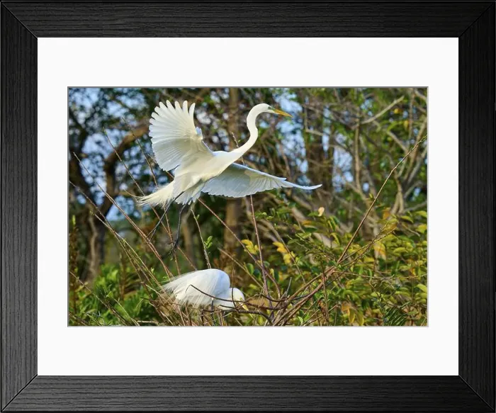 Framed Print : Great Egret (Ardea alba), flying up from the nest Framed Print : Great Egret (Ardea alba), flying up from the nest