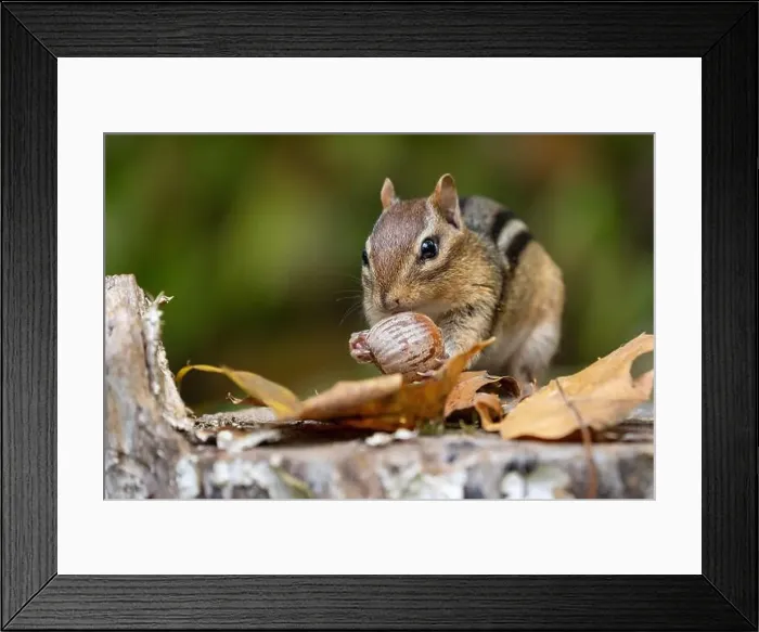 Framed Print : Cute litte Eastern Chipmunk (Tamias striatus) finds an acorn Framed Print : Cute litte Eastern Chipmunk (Tamias striatus) finds an acorn