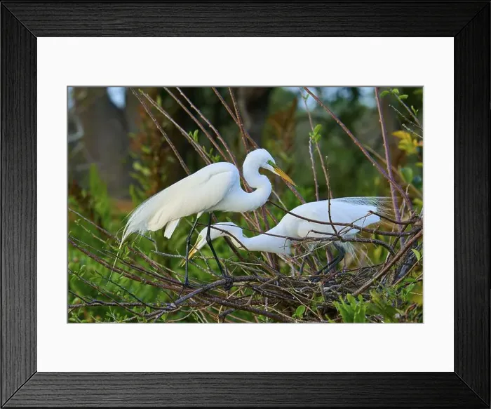 Framed Print : Two great egrets (Ardea alba), in nest, spring, Wakodahatchee Wetlands, Delray Beach, Florida, USA, North America Framed Print : Two great egrets (Ardea alba), in nest, spring, Wakodahatchee Wetlands, Delray Beach, Florida, USA, North America