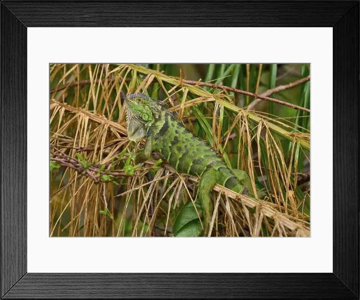 Framed Print : Common Green iguana (Iguana iguana), on dry palm leaf, Wakodahatchee Wetlands, Delray Beach, Florida, USA, North America Framed Print : Common Green iguana (Iguana iguana), on dry palm leaf, Wakodahatchee Wetlands, Delray Beach, Florida, USA, North America
