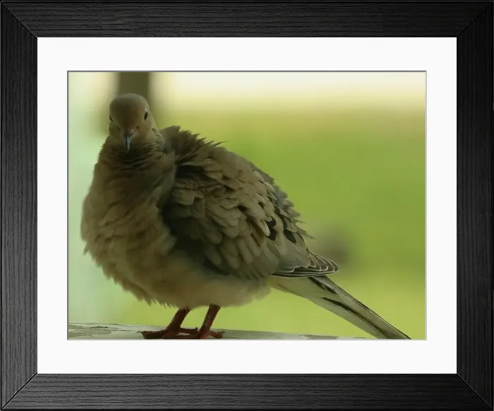 Framed Print : Close up of a Mourning Dove sitting on a wood railing, with a blurred background, and soft focus
