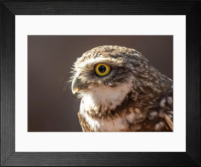 Framed Print : A Burrowing Owl in Tucson, Arizona Framed Print : A Burrowing Owl in Tucson, Arizona