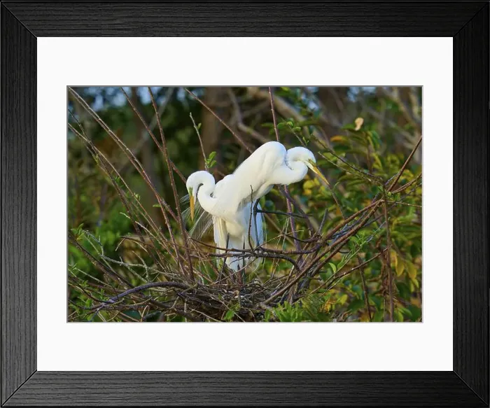 Framed Print : Two great egrets (Ardea alba), in nest, spring, Wakodahatchee Wetlands, Delray Beach, Florida, USA, North America Framed Print : Two great egrets (Ardea alba), in nest, spring, Wakodahatchee Wetlands, Delray Beach, Florida, USA, North America