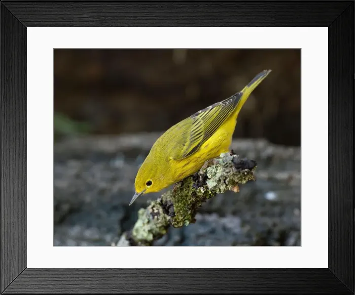 Framed Print : A Yellow Warbler (Setophaga petechia) is attracted to a suburban backyard by a bird bath during fall migration