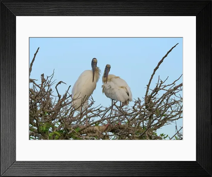 Framed Print : Two wood storks (Mycteria americana) Framed Print : Two wood storks (Mycteria americana)