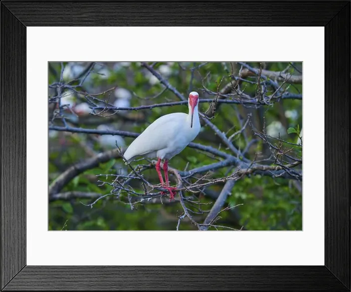 Framed Print : White Ibis, Snow Ibis (Eudocimus albu) Framed Print : White Ibis, Snow Ibis (Eudocimus albu)