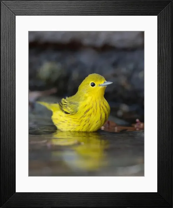 Framed Print : A Yellow Warbler (Setophaga petechia) bathes in a backyard bird bath during fall migration Framed Print : A Yellow Warbler (Setophaga petechia) bathes in a backyard bird bath during fall migration