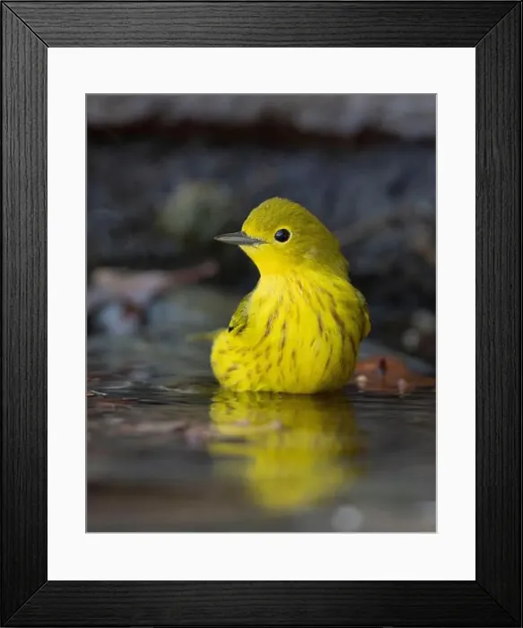 Framed Print : A Yellow Warbler (Setophaga petechia) bathes in a backyard bird bath during fall migration Framed Print : A Yellow Warbler (Setophaga petechia) bathes in a backyard bird bath during fall migration