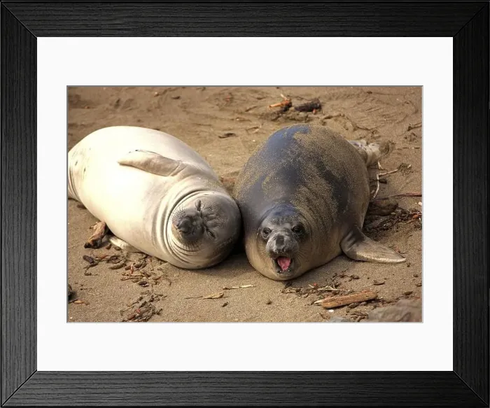 Framed Print : Northern Elephant Seal (Mirounga angustirostris) Framed Print : Northern Elephant Seal (Mirounga angustirostris)