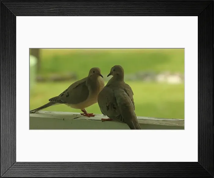 Framed Print : Close up of a mated pair of Mourning Doves Framed Print : Close up of a mated pair of Mourning Doves