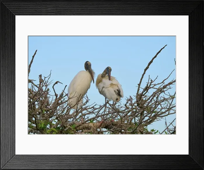 Framed Print : Two wood storks (Mycteria americana) Framed Print : Two wood storks (Mycteria americana)