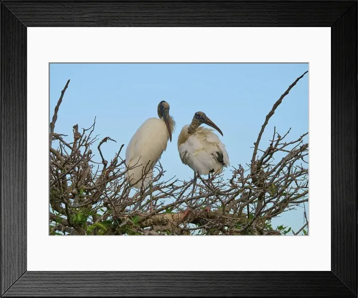 Framed Print : Two wood storks (Mycteria americana) Framed Print : Two wood storks (Mycteria americana)