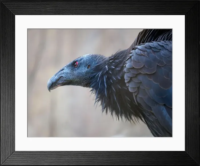 Framed Print : Close up of a Condor Bird Framed Print : Close up of a Condor Bird