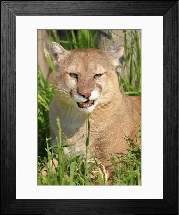 Framed Print : Cougar (Felis concolor), adult, portrait, hissing, angry, Minnesota, USA, North America Framed Print : Cougar (Felis concolor), adult, portrait, hissing, angry, Minnesota, USA, North America