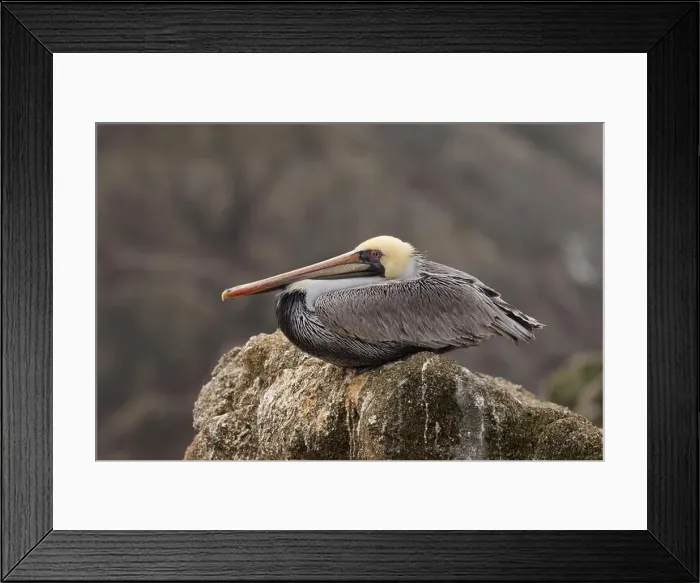 Framed Print : Adult Brown Pelican (Pelecanus occidentalis) resting on a near-shore rock outcropping at the Pacific Ocean Framed Print : Adult Brown Pelican (Pelecanus occidentalis) resting on a near-shore rock outcropping at the Pacific Ocean