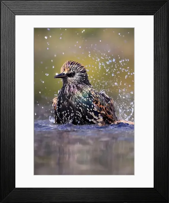 Framed Print : European Starling splashing into the water, Washington DC, USA Framed Print : European Starling splashing into the water, Washington DC, USA