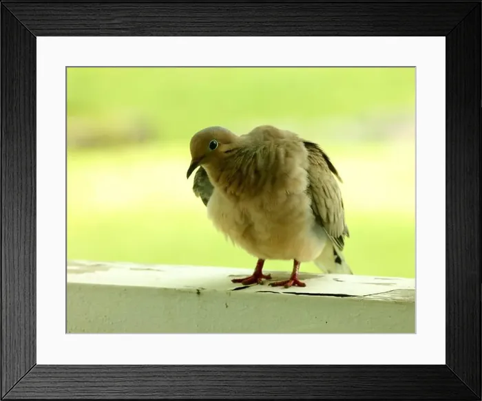 Framed Print : Close up of a Mourning Dove standing on a wood railing