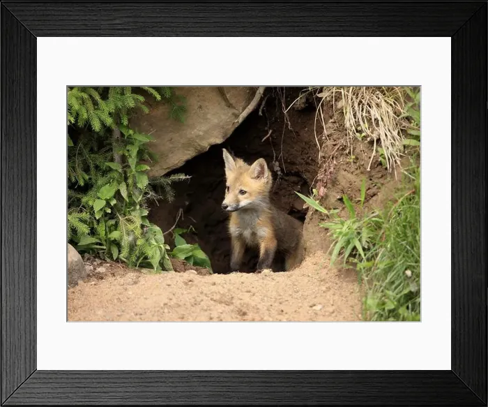 Framed Print : Red fox (Vulpus fulva), young animal, at the den, cave, Minnesota, USA, North America Framed Print : Red fox (Vulpus fulva), young animal, at the den, cave, Minnesota, USA, North America
