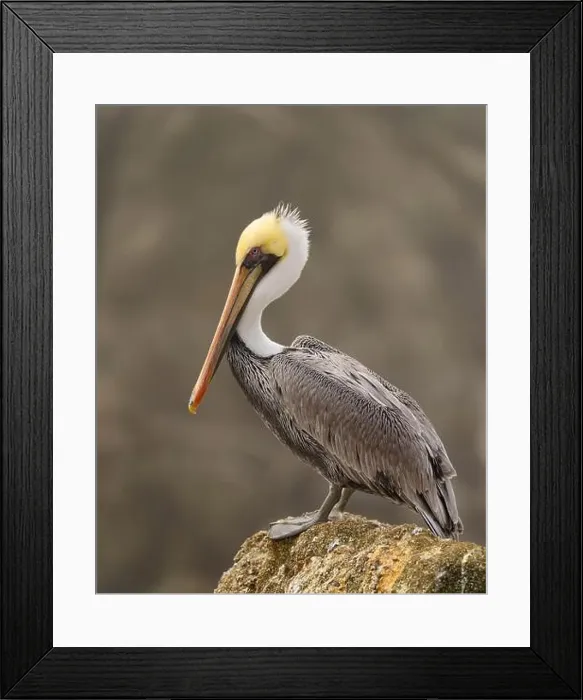 Framed Print : Adult Brown Pelican (Pelecanus occidentalis) perched on a near-shore rock outcropping at the Pacific Ocean Framed Print : Adult Brown Pelican (Pelecanus occidentalis) perched on a near-shore rock outcropping at the Pacific Ocean
