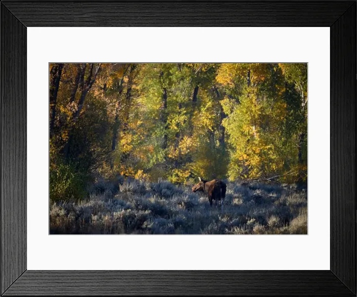 Framed Print : Moose cow in Grand Teton National Park, Wyoming Framed Print : Moose cow in Grand Teton National Park, Wyoming