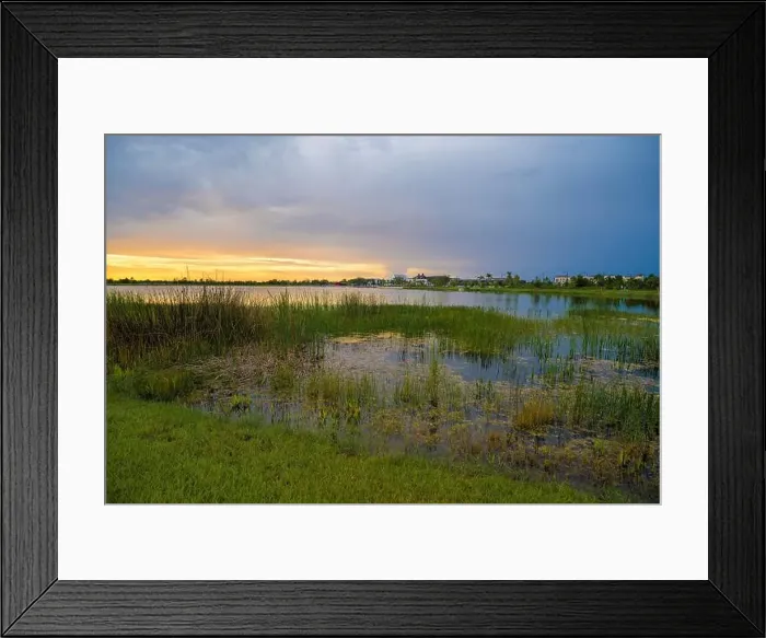 Framed Print : Tropical lake vegetation in southern swamp at sunset. Evening landscape of Florida wetland flora Framed Print : Tropical lake vegetation in southern swamp at sunset. Evening landscape of Florida wetland flora