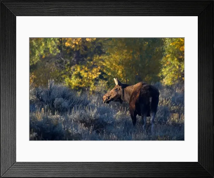 Framed Print : Moose cow in Grand Teton National Park, Wyoming Framed Print : Moose cow in Grand Teton National Park, Wyoming